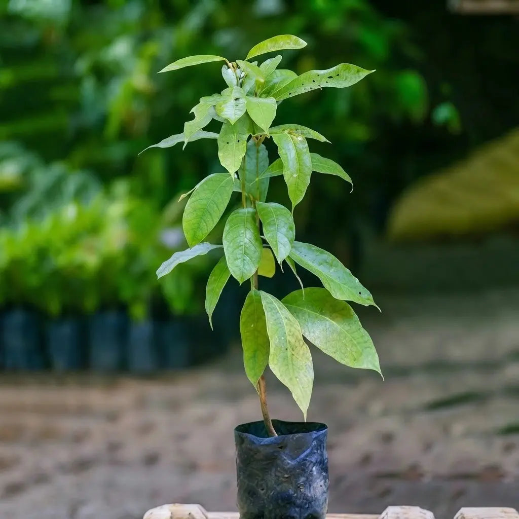 Kola Nut seedling live fruit plant in nursery pot with healthy green foliage | Exotic tropical fruit plant | Keraleaf
