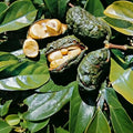 Kola Nut seedling live fruit plant in nursery pot with healthy green foliage | Exotic tropical fruit plant | Keraleaf