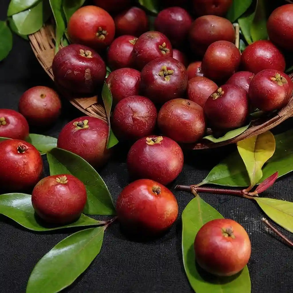 Sweet Kokum seedling live fruit plant in nursery pot with healthy green foliage | Exotic tropical fruit plant | Keraleaf
