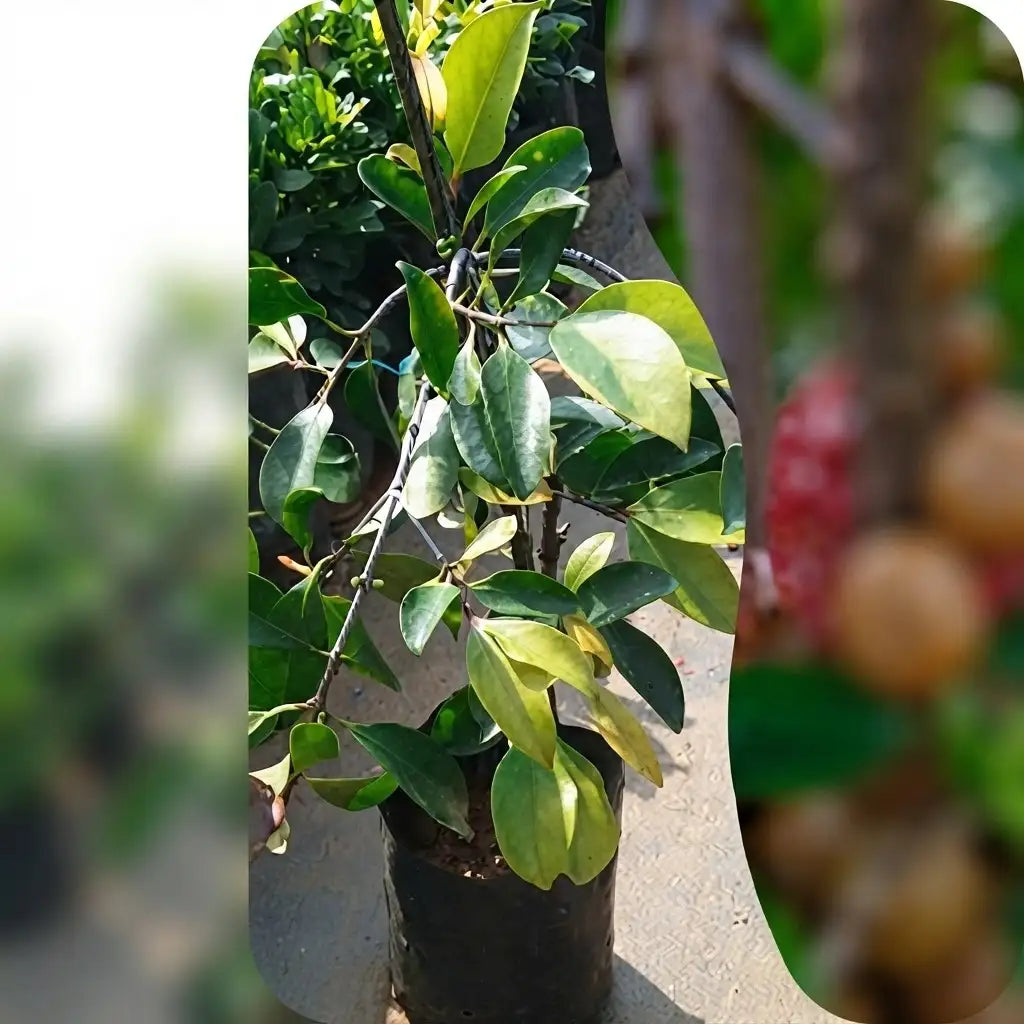 Sweet Kokum seedling live fruit plant in nursery pot with healthy green foliage | Exotic tropical fruit plant | Keraleaf