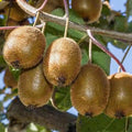 Kiwi layered live fruit plant in nursery pot with healthy green foliage | Exotic tropical fruit plant | Keraleaf
