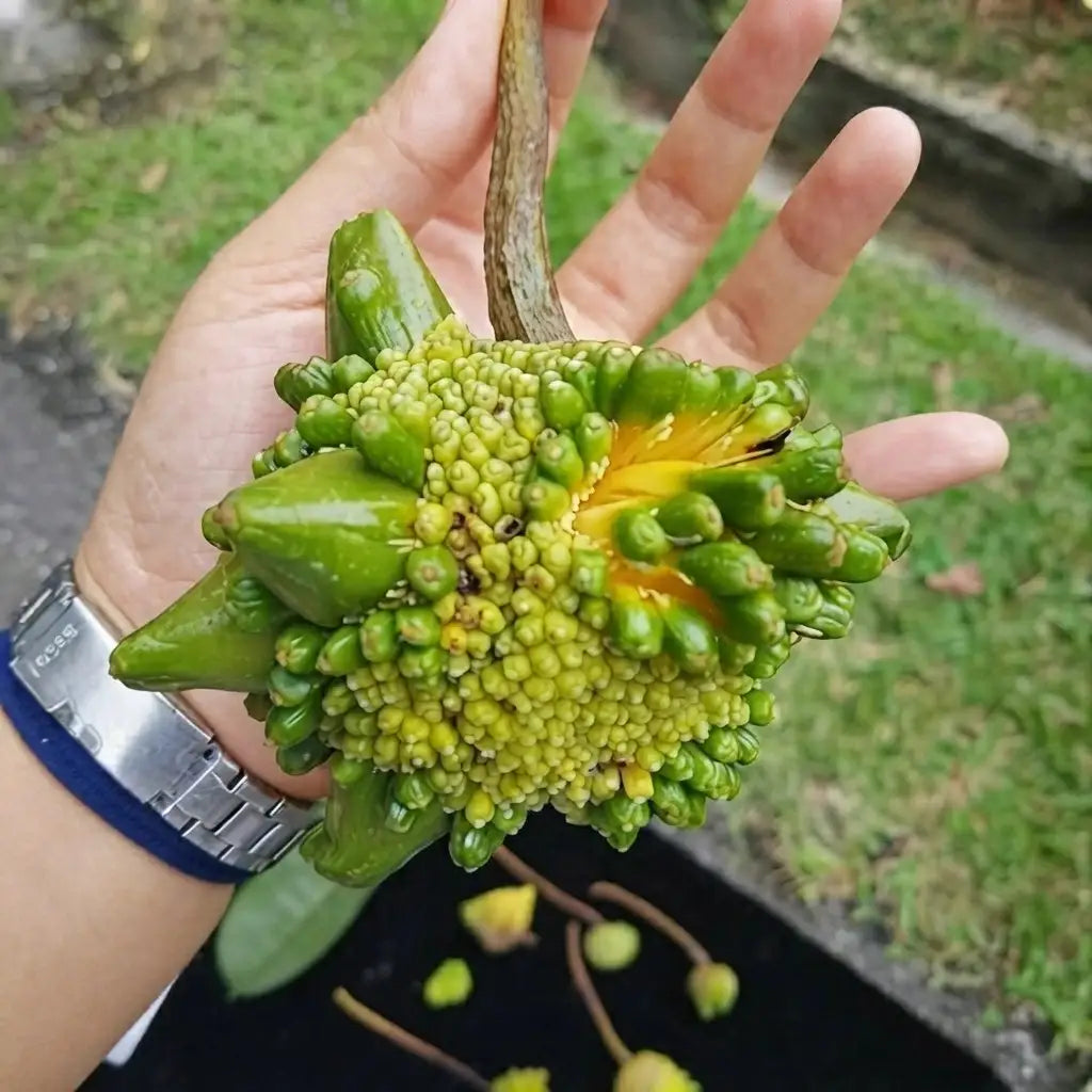 Kesusu budded live fruit plant in nursery pot with healthy green foliage | Exotic tropical fruit plant | Keraleaf