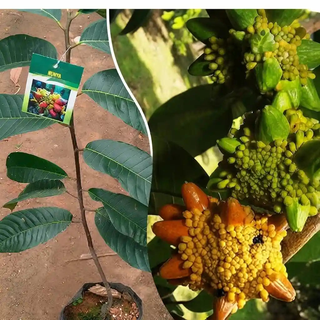 Kesusu budded live fruit plant in nursery pot with healthy green foliage | Exotic tropical fruit plant | Keraleaf