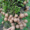 Kepel seedling live fruit plant in nursery pot with healthy green foliage | Exotic tropical fruit plant | Keraleaf