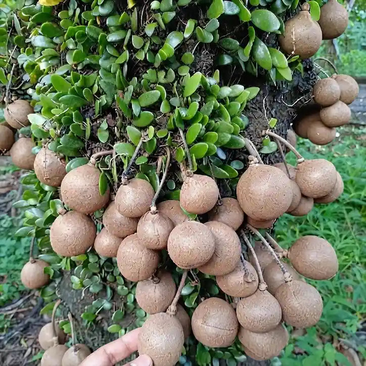 Kepel seedling live fruit plant in nursery pot with healthy green foliage | Exotic tropical fruit plant | Keraleaf