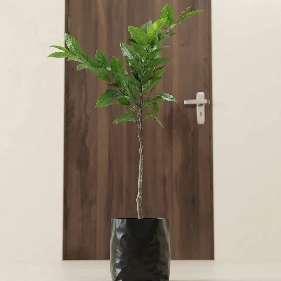 Kepel seedling live fruit plant in nursery pot with healthy green foliage | Exotic tropical fruit plant | Keraleaf
