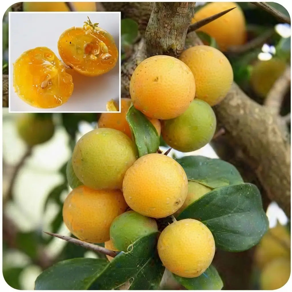 Kei Apple seedling live fruit plant in nursery pot with healthy green foliage | Exotic tropical fruit plant | Keraleaf