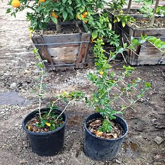 Kei Apple seedling live fruit plant in nursery pot with healthy green foliage | Exotic tropical fruit plant | Keraleaf
