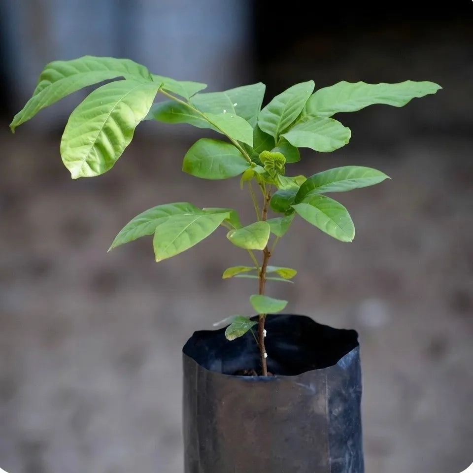 Kasam seedling live fruit plant in nursery pot with healthy green foliage | Exotic tropical fruit plant | Keraleaf