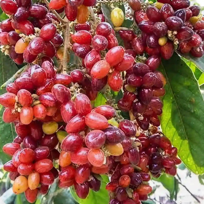 Kasam seedling live fruit plant in nursery pot with healthy green foliage | Exotic tropical fruit plant | Keraleaf