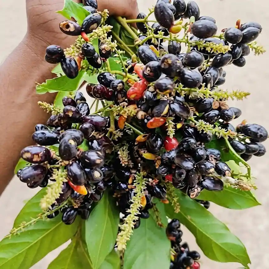 Kak Jam seedling live fruit plant in nursery pot with healthy green foliage | Exotic tropical fruit plant | Keraleaf
