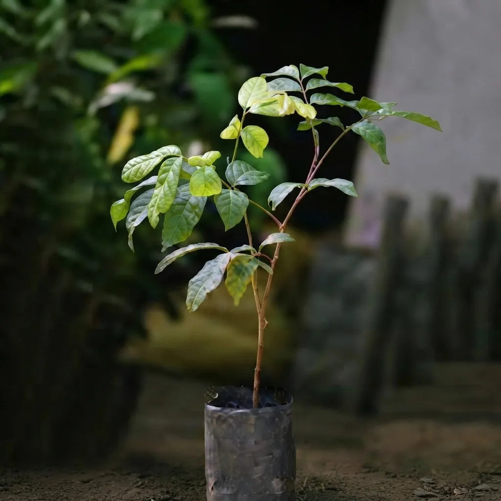 Kak Jam seedling live fruit plant in nursery pot with healthy green foliage | Exotic tropical fruit plant | Keraleaf