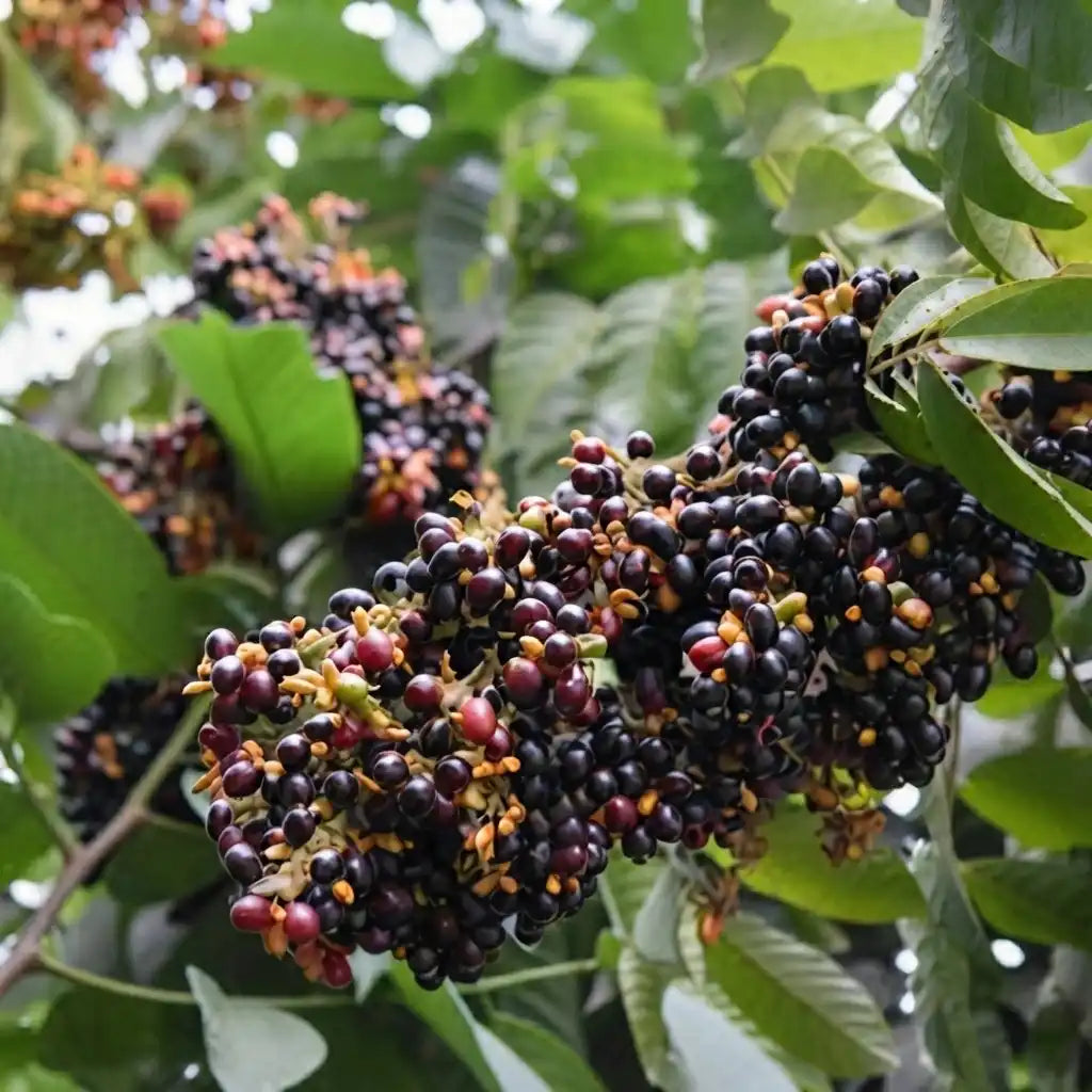 Kak Jam seedling live fruit plant in nursery pot with healthy green foliage | Exotic tropical fruit plant | Keraleaf