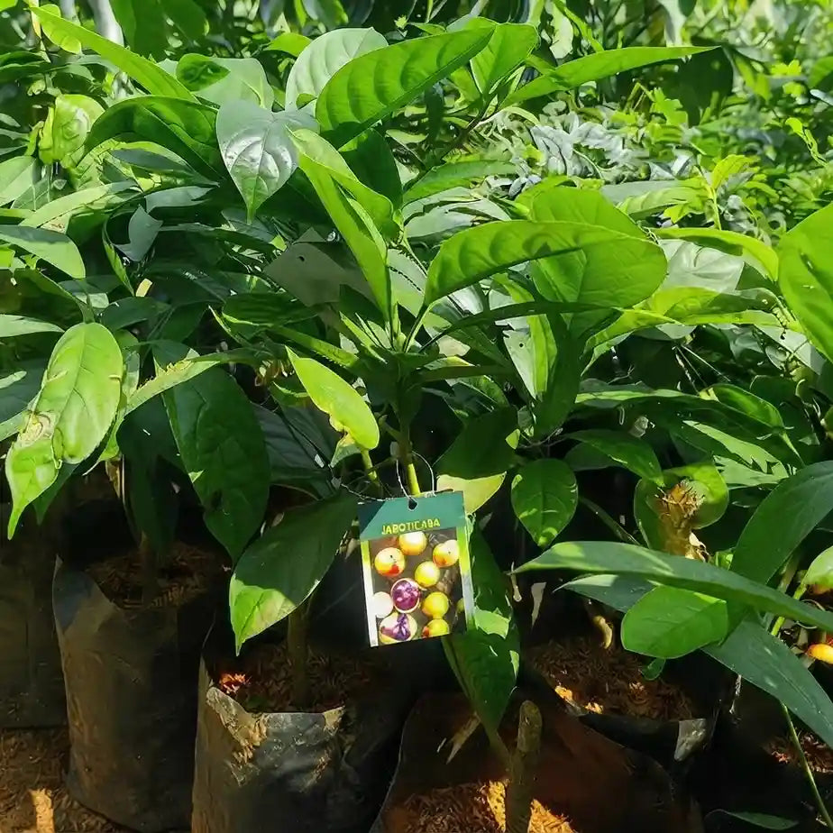 Kafai Mooti seedling live fruit plant in nursery pot with healthy green foliage | Exotic tropical fruit plant | Keraleaf