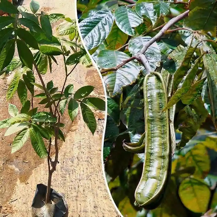 Ice Cream Beans / Monkey Tamarind layered live fruit plant in nursery pot with healthy green foliage | Exotic tropical fruit plant | Keraleaf