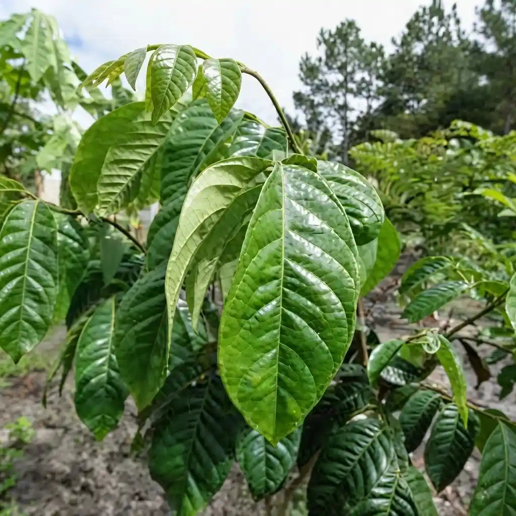 Ice Cream Beans / Monkey Tamarind layered live fruit plant in nursery pot with healthy green foliage | Exotic tropical fruit plant | Keraleaf