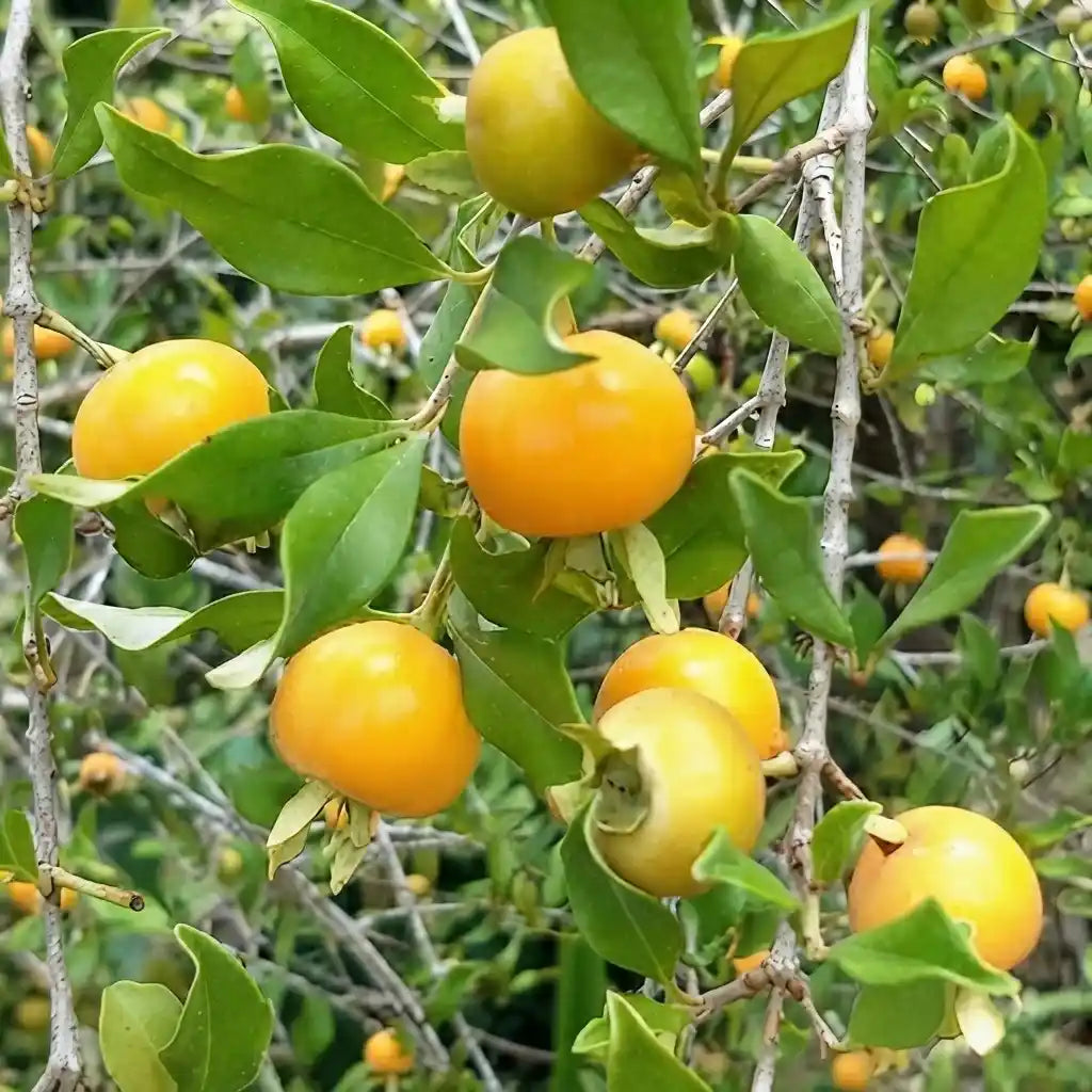 Grumichama (Yellow Brazilian Cherry) live fruit plant in nursery pot with healthy green foliage | Exotic tropical fruit plant | Keraleaf