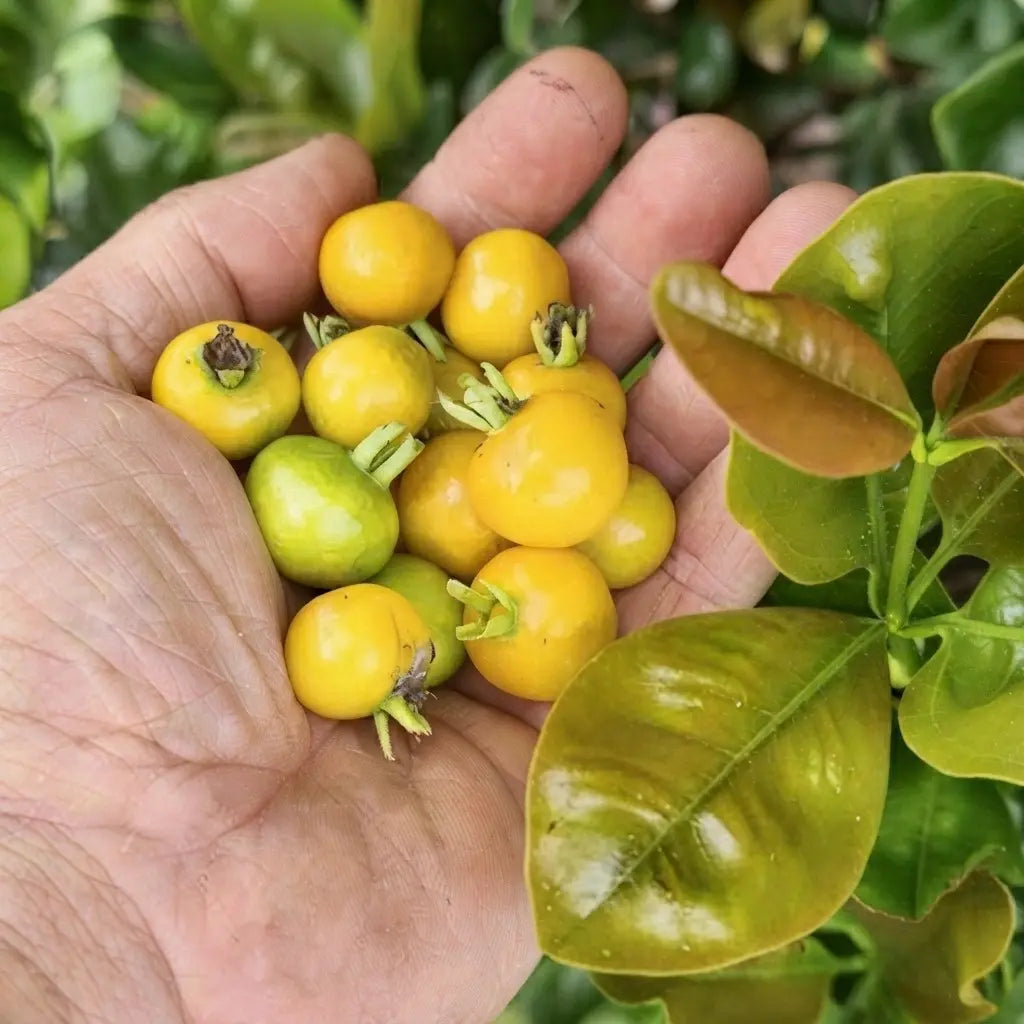Grumichama (Yellow Brazilian Cherry) live fruit plant in nursery pot with healthy green foliage | Exotic tropical fruit plant | Keraleaf