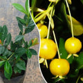 Grumichama (Yellow Brazilian Cherry) live fruit plant in nursery pot with healthy green foliage | Exotic tropical fruit plant | Keraleaf
