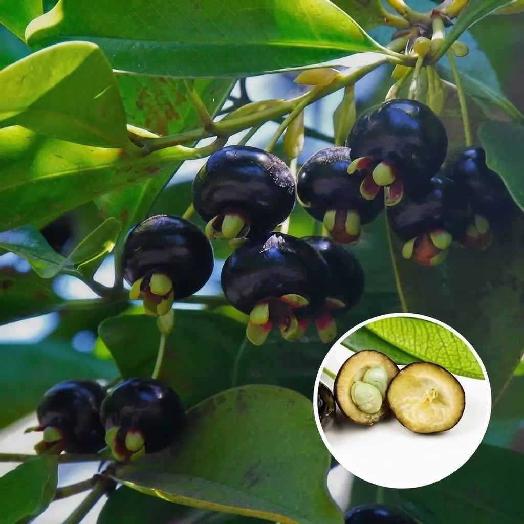 Grumichama (Black Brazilian Cherry) seedling live fruit plant in nursery pot with healthy green foliage | Exotic tropical fruit plant | Keraleaf