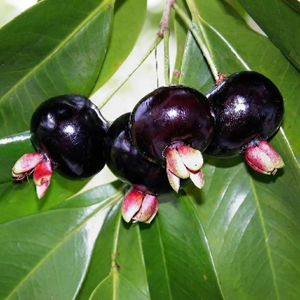 Grumichama (Black Brazilian Cherry) seedling live fruit plant in nursery pot with healthy green foliage | Exotic tropical fruit plant | Keraleaf