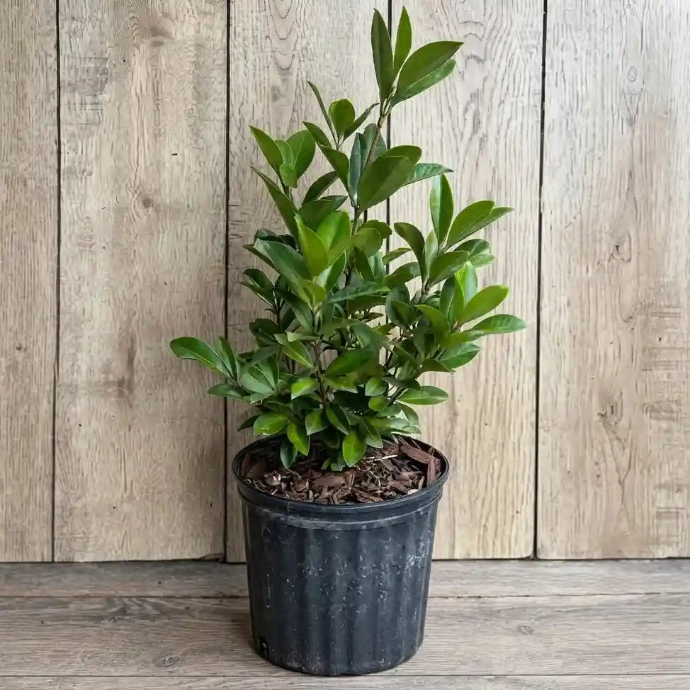 Grumichama (Black Brazilian Cherry) seedling live fruit plant in nursery pot with healthy green foliage | Exotic tropical fruit plant | Keraleaf