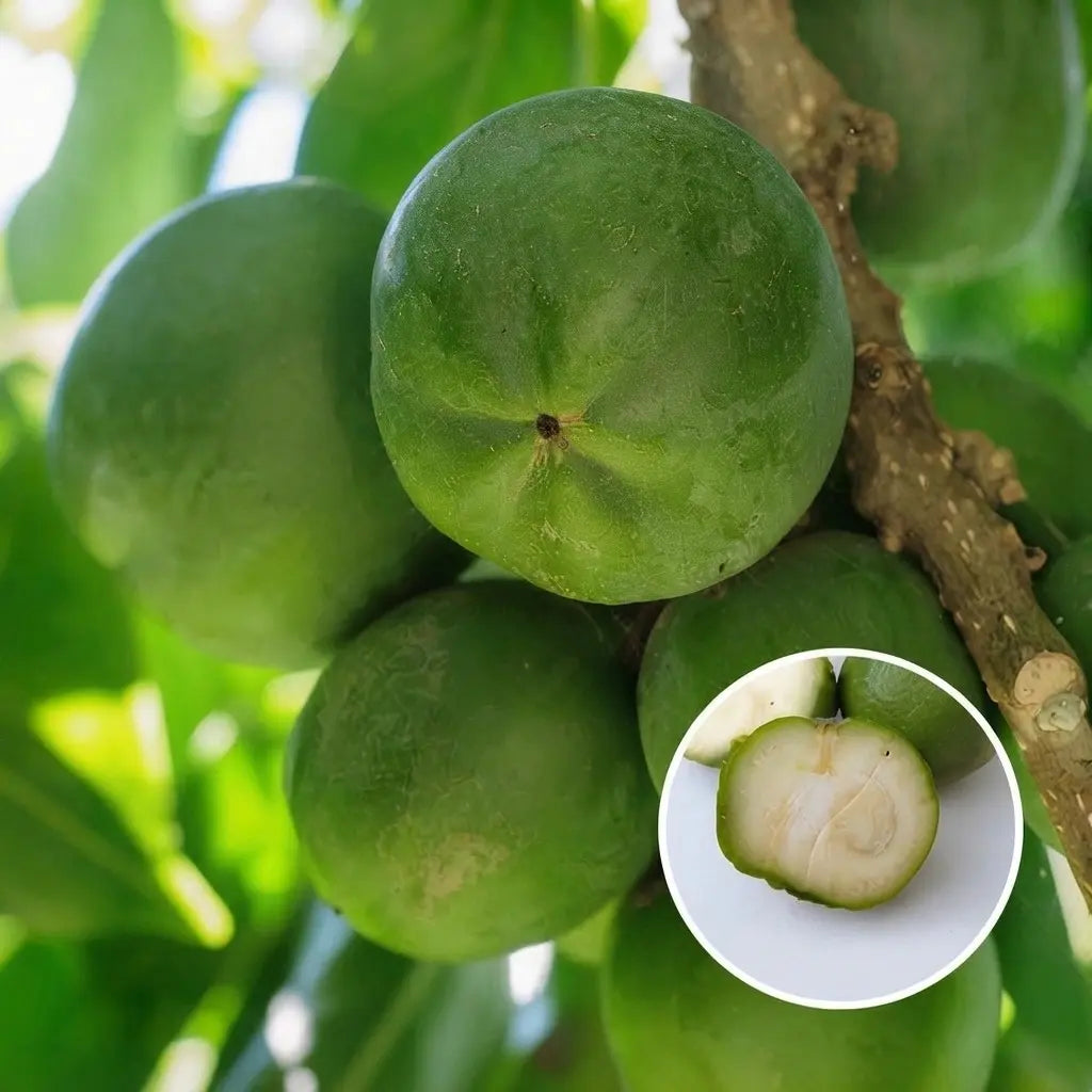 Green Sapote seedling live fruit plant in nursery pot with healthy green foliage | Exotic tropical fruit plant | Keraleaf