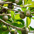 Green Sapote seedling live fruit plant in nursery pot with healthy green foliage | Exotic tropical fruit plant | Keraleaf