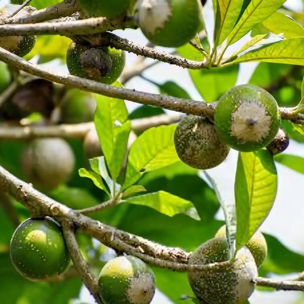 Green Sapote seedling live fruit plant in nursery pot with healthy green foliage | Exotic tropical fruit plant | Keraleaf