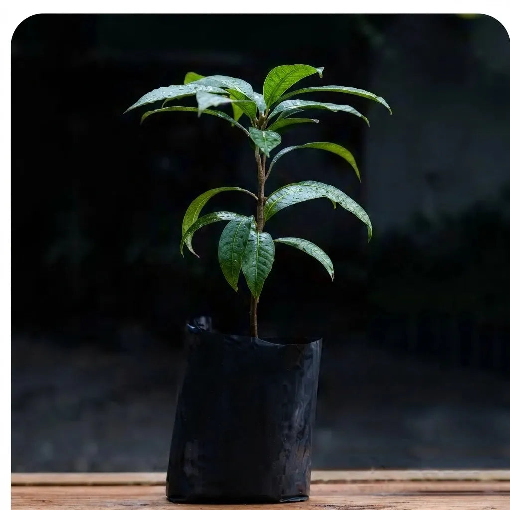 Green Sapote seedling live fruit plant in nursery pot with healthy green foliage | Exotic tropical fruit plant | Keraleaf