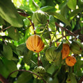 Garcinia Cowa seedling live fruit plant in nursery pot with healthy green foliage | Exotic tropical fruit plant | Keraleaf