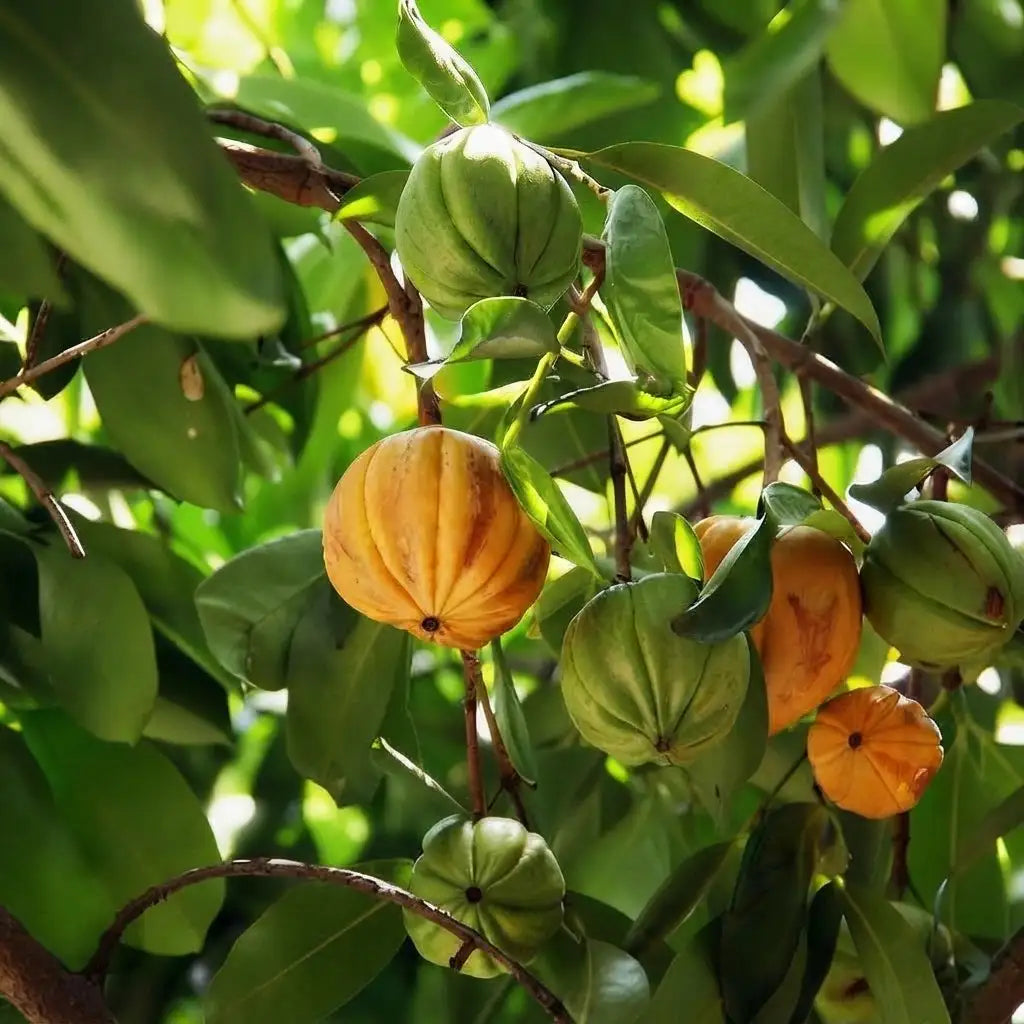 Garcinia Cowa seedling live fruit plant in nursery pot with healthy green foliage | Exotic tropical fruit plant | Keraleaf