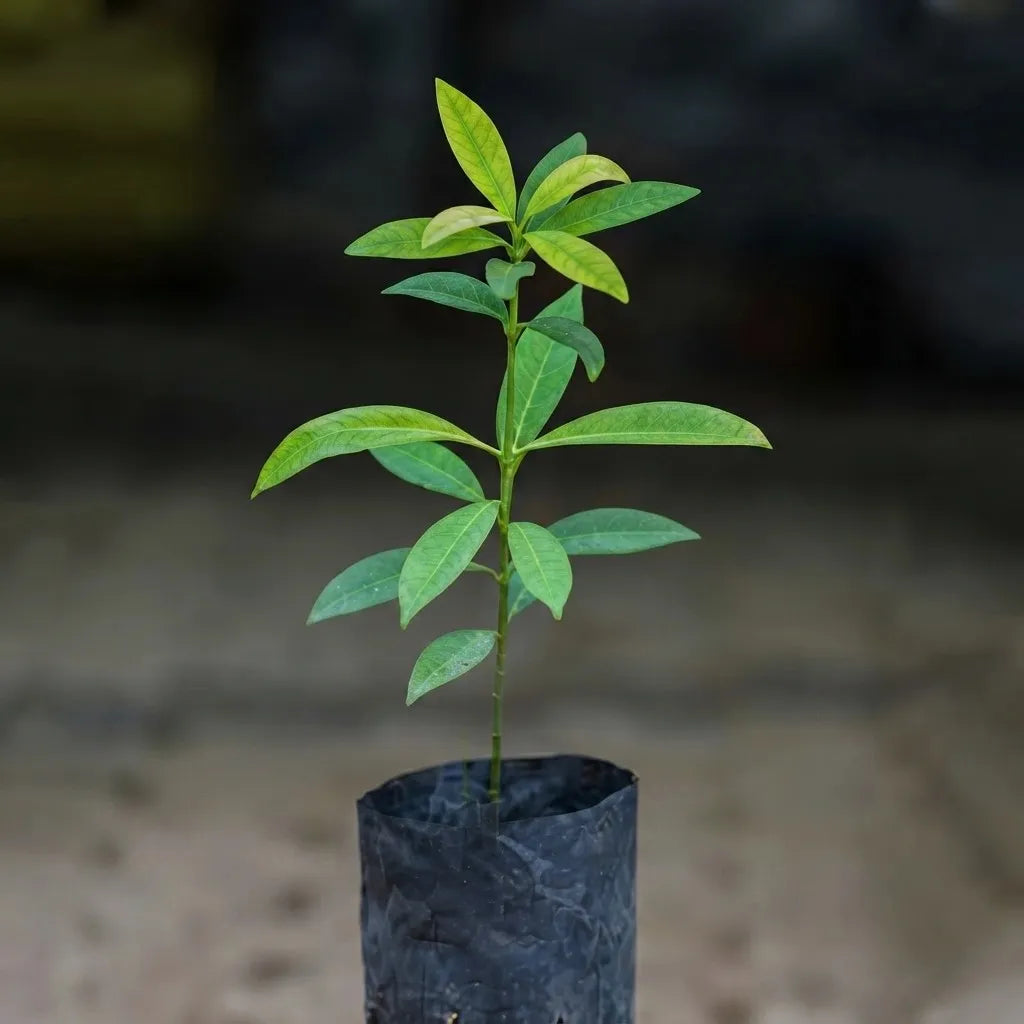 Garcinia Cowa seedling live fruit plant in nursery pot with healthy green foliage | Exotic tropical fruit plant | Keraleaf
