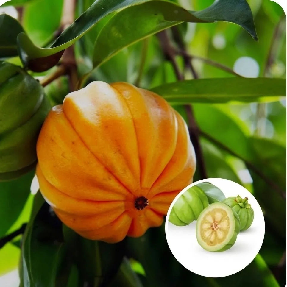 Garcinia Cowa seedling live fruit plant in nursery pot with healthy green foliage | Exotic tropical fruit plant | Keraleaf