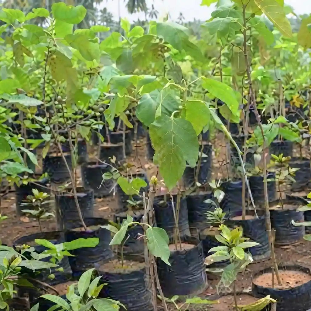Fig / Anjeer / Athi Pazham (Israel) layered live fruit plant in nursery pot with healthy green foliage | Exotic tropical fruit plant | Keraleaf