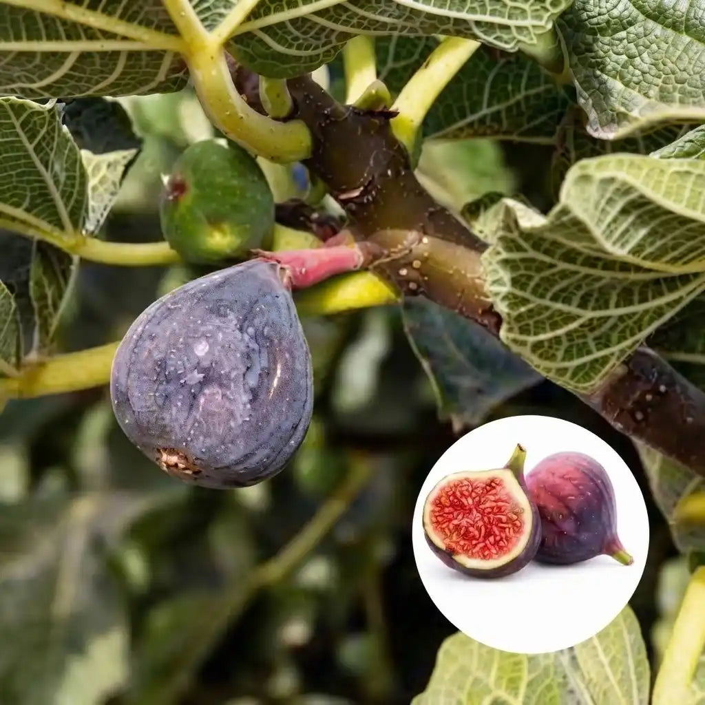 Fig / Anjeer / Athi Pazham (Israel) layered live fruit plant in nursery pot with healthy green foliage | Exotic tropical fruit plant | Keraleaf