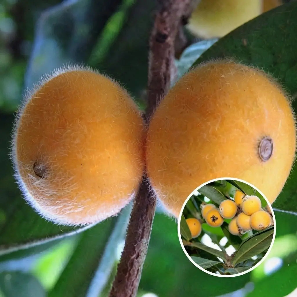 Yellow Jabuticaba layered live fruit plant in nursery pot with healthy green foliage | Exotic tropical fruit plant | Keraleaf