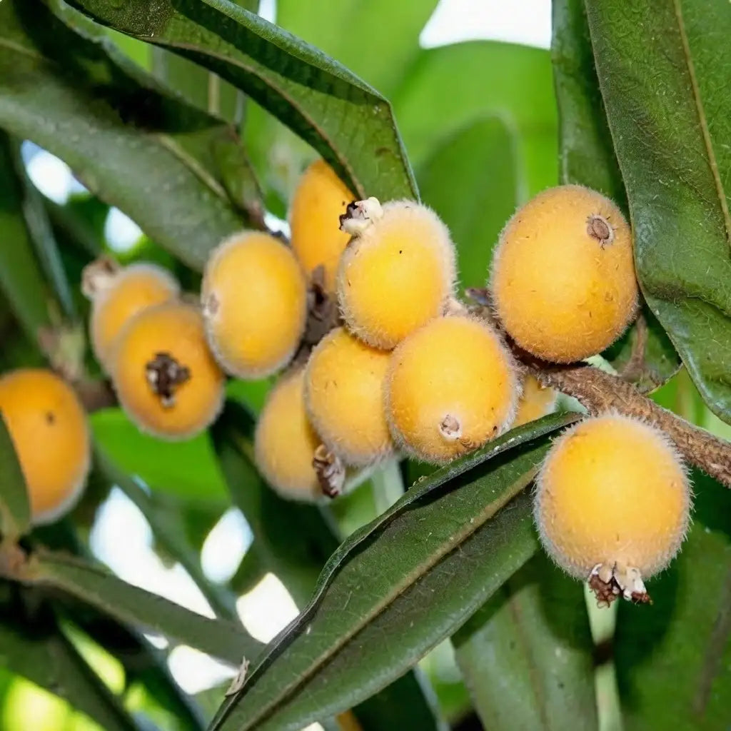 Yellow Jabuticaba layered live fruit plant in nursery pot with healthy green foliage | Exotic tropical fruit plant | Keraleaf