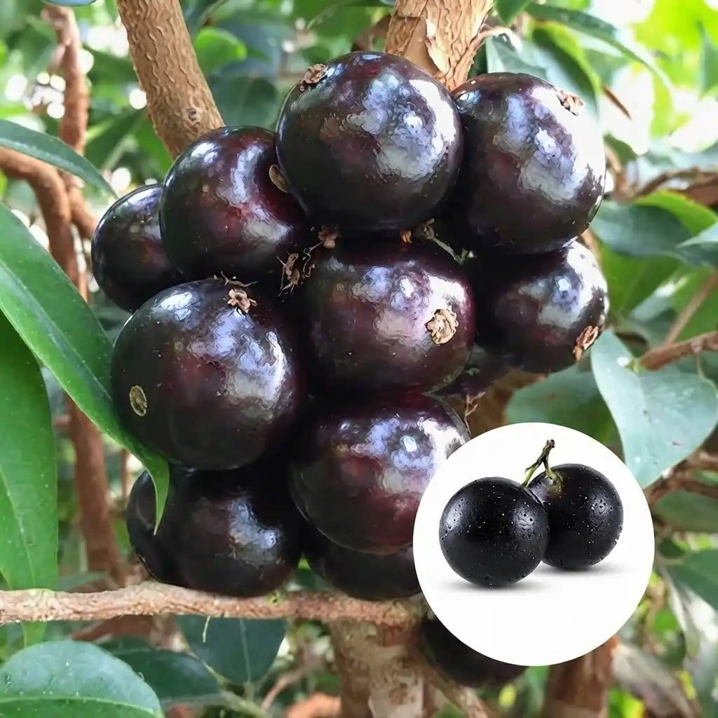 Jabuticaba (Sabara) layered live fruit plant in nursery pot with healthy green foliage | Exotic tropical fruit plant | Keraleaf