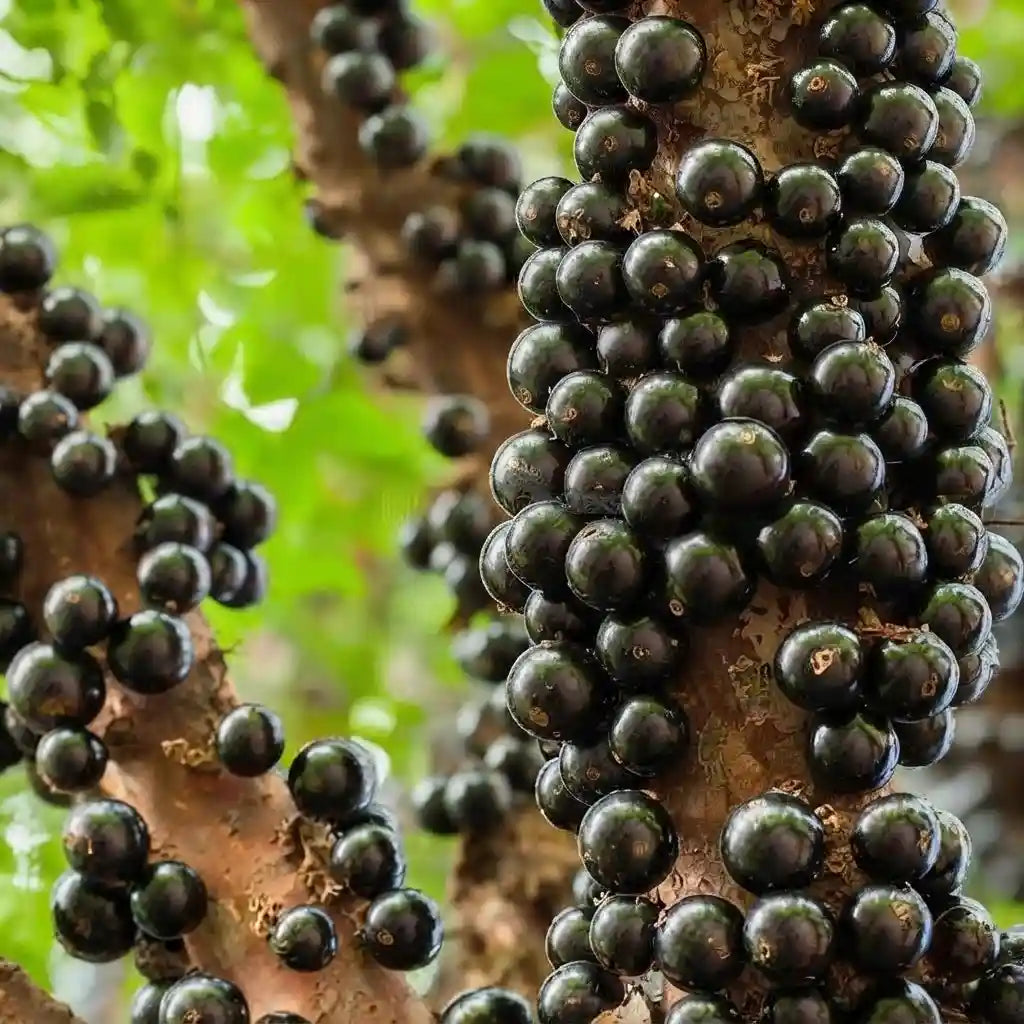 Jabuticaba (Sabara) layered live fruit plant in nursery pot with healthy green foliage | Exotic tropical fruit plant | Keraleaf