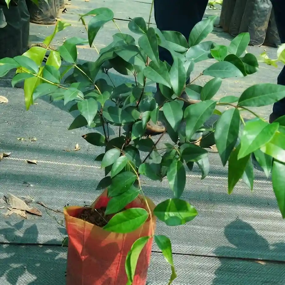 Jabuticaba (Sabara) layered live fruit plant in nursery pot with healthy green foliage | Exotic tropical fruit plant | Keraleaf