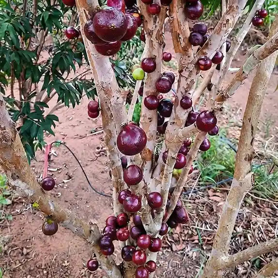 Jabuticaba (Red Hybrid) layered live fruit plant in nursery pot with healthy green foliage | Exotic tropical fruit plant | Keraleaf
