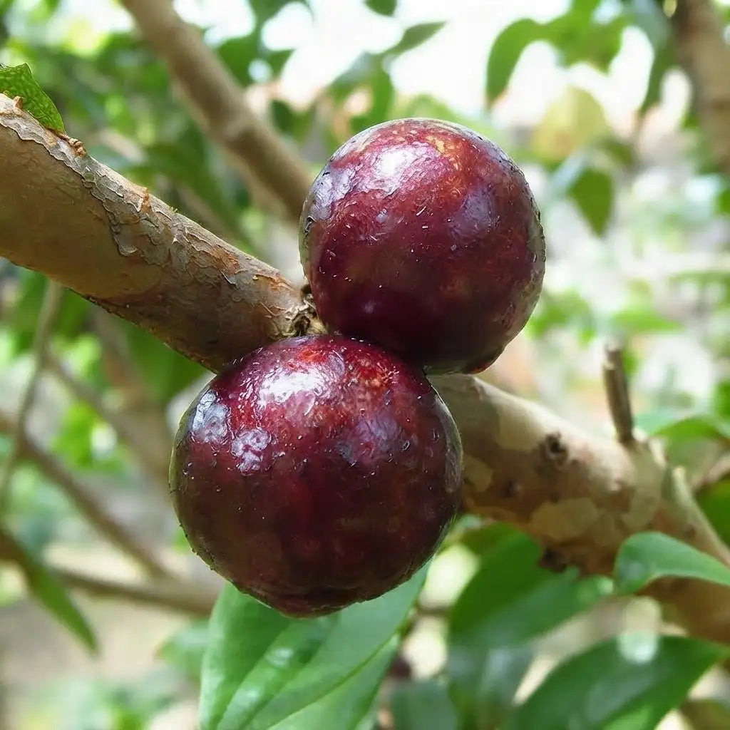 Jabuticaba (Red Hybrid) layered live fruit plant in nursery pot with healthy green foliage | Exotic tropical fruit plant | Keraleaf