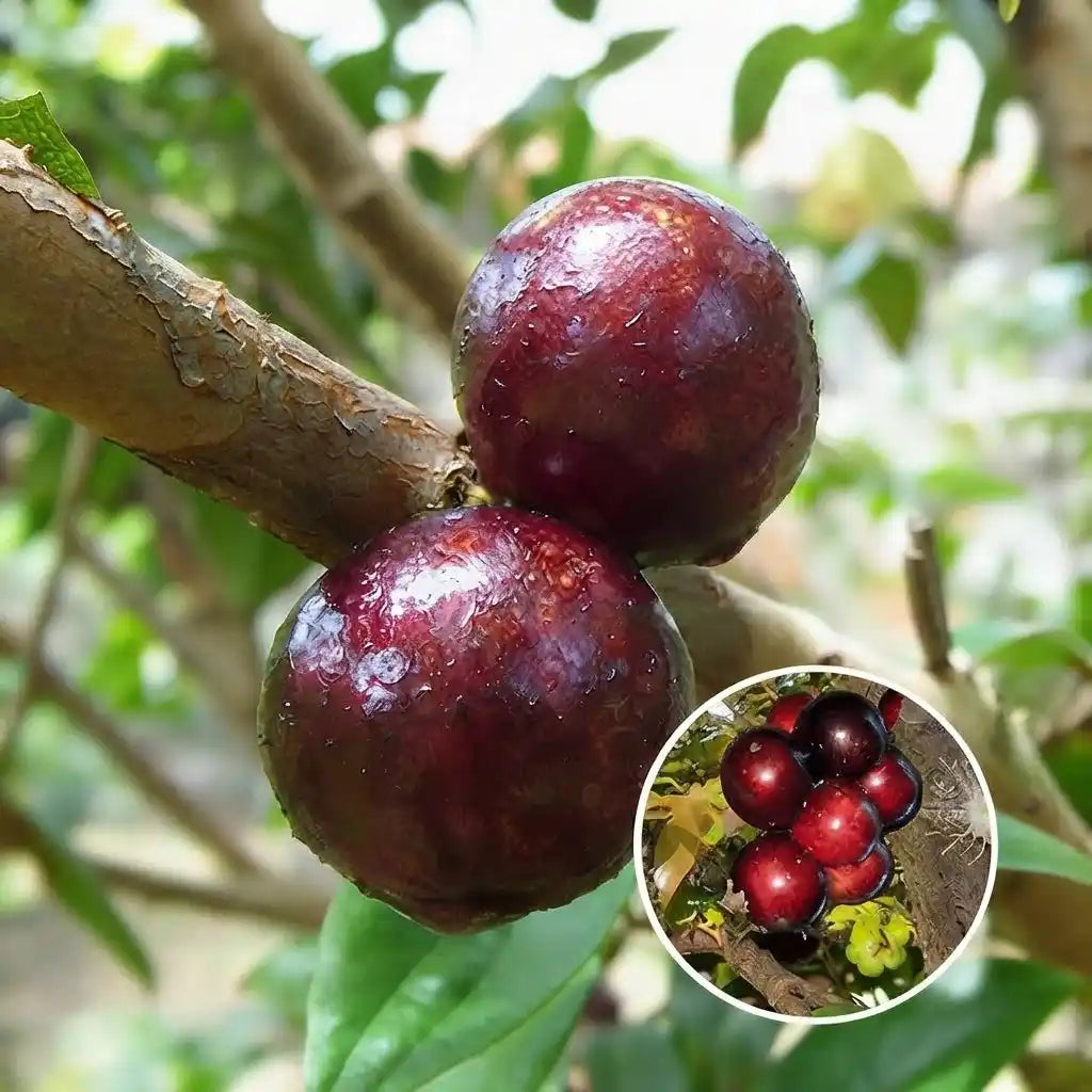 Jabuticaba (Precoce) layered live fruit plant in nursery pot with healthy green foliage | Exotic tropical fruit plant | Keraleaf