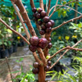 Jabuticaba (Precoce) layered live fruit plant in nursery pot with healthy green foliage | Exotic tropical fruit plant | Keraleaf