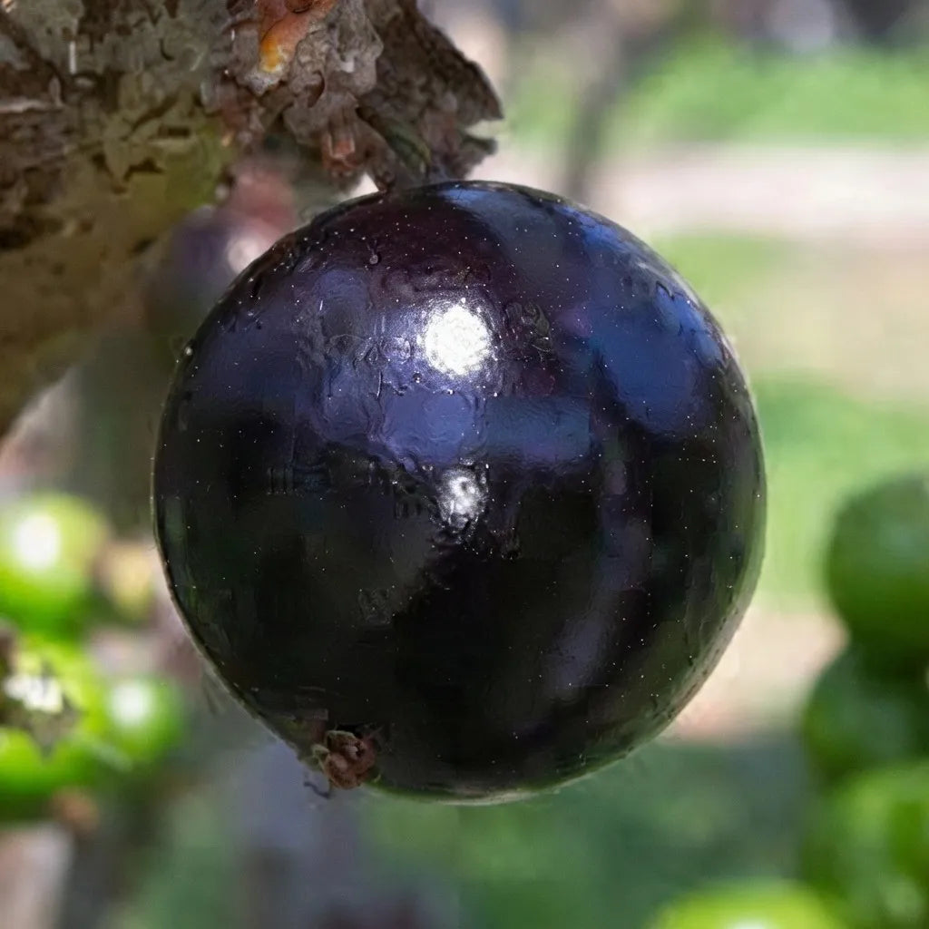 Jabuticaba (Oblongata) layered live fruit plant in nursery pot with healthy green foliage | Exotic tropical fruit plant | Keraleaf