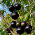 Jabuticaba (Oblongata) layered live fruit plant in nursery pot with healthy green foliage | Exotic tropical fruit plant | Keraleaf