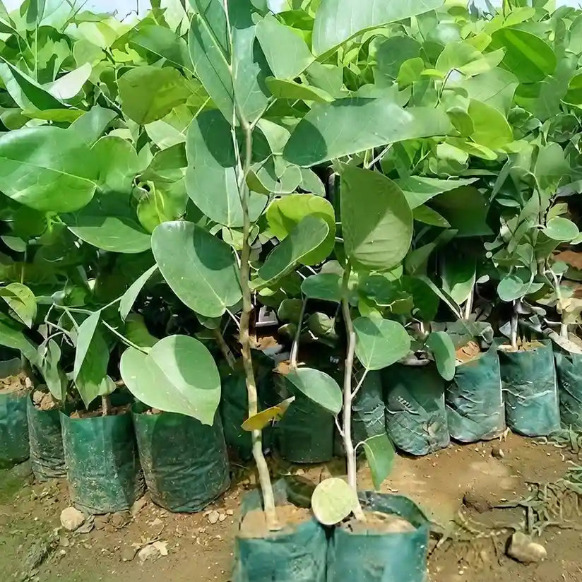 Jabuticaba (Oblongata) layered live fruit plant in nursery pot with healthy green foliage | Exotic tropical fruit plant | Keraleaf
