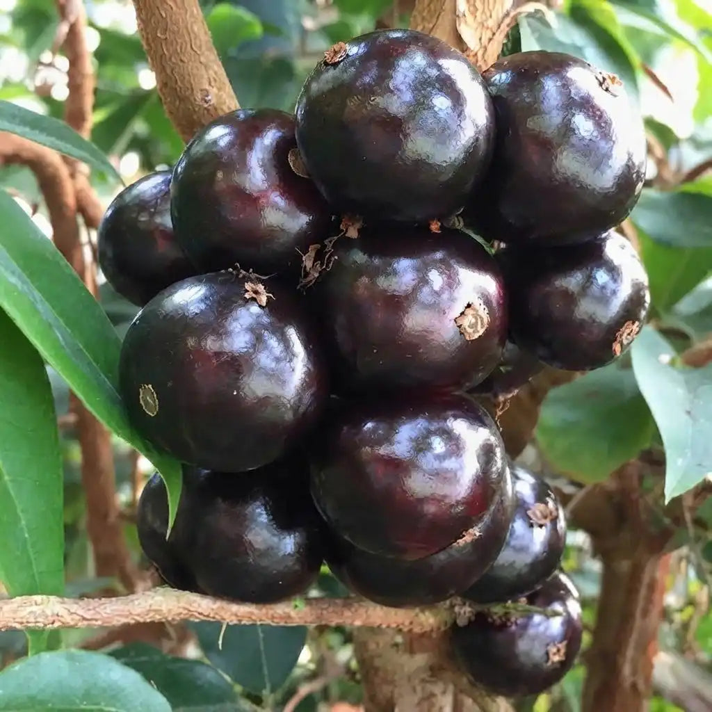 Jabuticaba (Grimal) layered live fruit plant in nursery pot with healthy green foliage | Exotic tropical fruit plant | Keraleaf