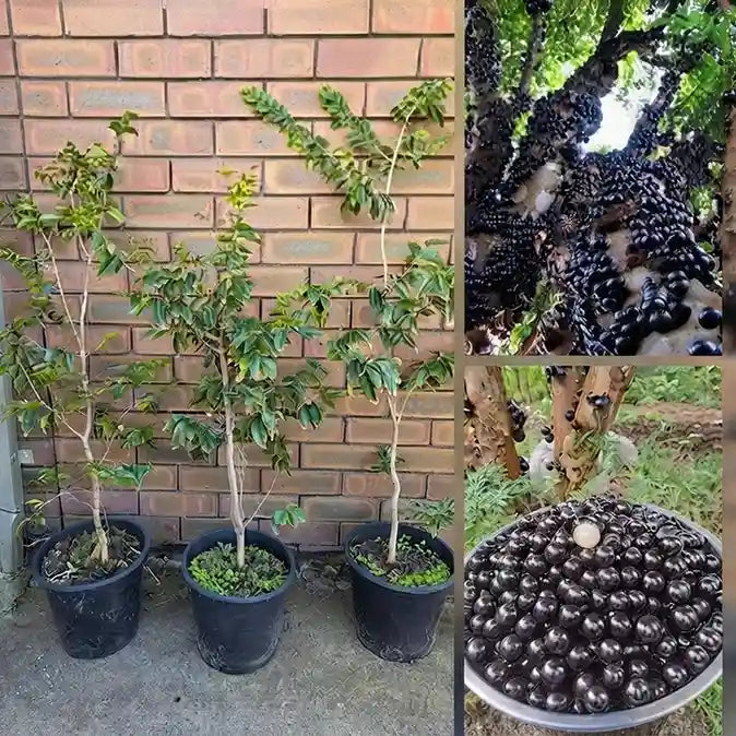 Jabuticaba (Grimal) layered live fruit plant in nursery pot with healthy green foliage | Exotic tropical fruit plant | Keraleaf